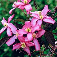 Clematis grewiiflora 'Warwickshire Rose', a dainty rose pink variety flowering in late spring.