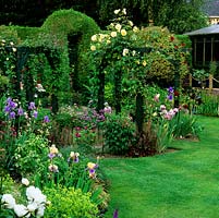 Extended pergola affords privacy from neighbours. Golden Rosa Alchymist, herbaceous perennials, roses and American irises feature. Behind, arch in conifer hedge.