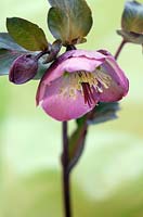 Helleborus 'Penny's Pink', March, Suffolk