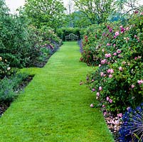Wide grass path separates long, paired borders planted with allium, catmint, foxgloves, irises and roses - Fantin Latour, William Lobb and Charles de Mills.