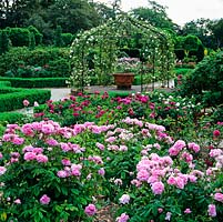 Rose garden with pergola covered in Rosa 'Alberic Barbier'. Beds with Rosa 'Ispahan', 'De Rescht', 'Fritz Nobis'. Beyond, R. 'Charles de Mills' and 'Duchesse dAngouleme'.