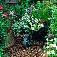 Old wheelbarrow given new lease of life with coat of green paint, and planted with petunia, pansy and lobelia.