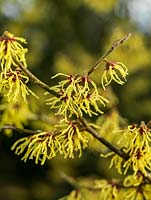 Hamamelis x intermedia Arnold Promise, a golden witch hazel with crimped, crinkled, spidery petals on wayward fragrant flowers.