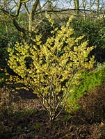 Hamamelis x intermedia Angelly, a small specimen tree with spidery fragrant golden flowers with crinkled, crimped petals.