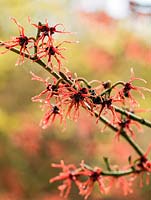 Hamamelis x intermedia Carmine Red has fragrant, red flowers with crinkled, crimped petals.