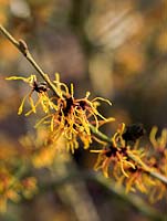 Hamamelis x intermedia Vesna has fragrant, golden yellow flowers with crinkled, crimped petals.