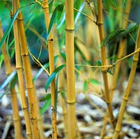 Phyllostachys aureosulcata var. aureocaulis, yellow-groove bamboo