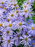 Aster frikartii 'Monch' bears long-lasting, lavender blue flowers in autumn. 