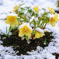 Helleborus x hybridus Ashwood Garden hybrids, a golden variety, flowers in winter in spite of snow.