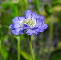 Scabiosa caucasica Clive Greaves, pincushion flower, a hardy annual with lavender blue flowers
