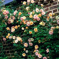 Rosa Phyllis Bide, a modern polyantha  climbing rose bearing a mix of salmon pink and golden flowers, scrambling up wall. Flowers in summer and autumn.
