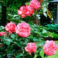 Rosa Handel, a climbing rose with blush flowers rimmed in pinkish red. Flowers from summer until autumn.