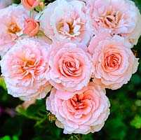 Rosa Sexy Rexy, a modern, medium pink floribunda rose.