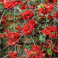 Chaenomeles x superba 'Crimson and Gold', a spreading deciduous shrub bearing dark red flowers in spring, as glossy leaves develop.