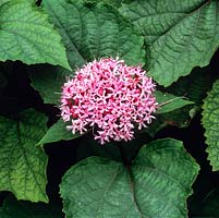 Clerodendrum bungei, deciduous shrub bearing fragrant, deep pink, flower heads from late summer to autumn.