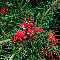 Grevillia rosmarinifolia Jenkinsii, tender evergreen shrub bearing spidery clusters of red flowers 