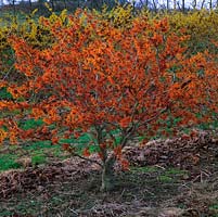 Hamamelis x intermedia Aphrodite