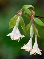 Lonicera purpusii, produces fragrant white flowers through late winter and early spring.