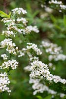 Spirea, an easy to grow shrub which produces an abundance of white flowers in spring.