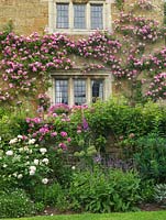 On south east facing stone terrace, climbing up wall of C17 farmhouse, Rosa Seven Sisters. Seen from lawn below over foxgloves and roses - Fantin Latour, Old Blush China.
