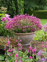 Pelargonium ionidiflorum on south east facing stone terrace, flanked by Salvia Blush Pink and Rosa Seven Sisters.