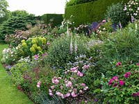 Bank of salvia, iris, foxglove, euphorbia, peony, pinks, hardy geranium, penstemon, golden oats, catmint, roses - Rosy Cushion, De Rescht, Louise Odier, F. Pichard, Queen of Denmark, Empress Josephine, Redoute.