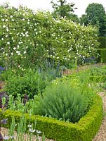 Herb Garden. Hedges planted with yew, box, teucrium, origanum. Beds planted with lavender, fennel, catmint, rosemary, salvia, chives, foxglove, echium, nigella, rue, feverfew. Roses on pergola behind.