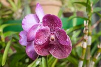 Vanda Robert's delight 'Garnet Beauty'