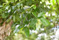 Myristica fragrans - Nutmeg leaves