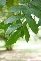 Markhamia hildebrandtii leaves.