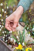 Adding a decorative mulch of moss to miniature winter garden. 
