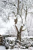 Winter scene with fruit tree and bird box next to clipped hedge, Fagus sylvatica 