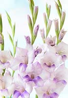 Gladiolus 'Condor Pasa' - Sword lily  August
