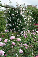 David Austin Roses. The Long Garden where Old Roses grow alongside Modern Shrubs Roses and English Roses to extend the flowering season.  Rosa 'Open Arms' on the pergola.