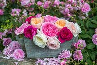 A still life of English garden roses picked and photographed in the famous David Austin rose gardens.