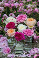 A still life of English garden roses picked and photographed in the famous David Austin rose gardens.