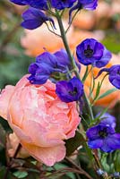 Planting combination of tangerine orange  Rosa 'Lady Emma Hamilton' with deep blue Delphinium 'Dark Knight'