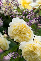 Rosa 'The Pilgrim' contrasting with Thalictrum 'Elin'