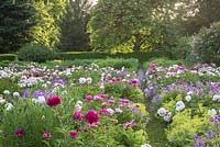 The peony borders cover a large surface at Weihenstephan Trial Garden