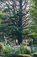 Cedrus marks the end of the Kniphofia slope.  Weihenstephan Trial Garden