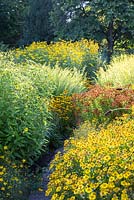 The so called yellow corner at Weihenstephan Trial Garden contains tall growing perennials including Coreopsis verticillata, Helenium, Helianthus 'Lemon Queen', Rudbeckia, Solidago