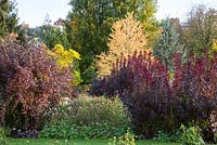 In autumn at Weihenstephan Trial Garden, borders planted with Cotinus coggygria 'Royal Purple', Physocarpus 'Diabolo', Cercidiphyllum japonica