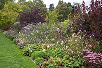 The purple border at Weihenstaphan Trial Garden in September includes Dahlia 'Honka White', cosmos, Cotinus coggygria 'Royal Purple', Gaura lindheimeri, Sedum 'Matrona' and Verbena bonariensis