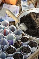 Filling seed sowing pots made from newspaper with compost.