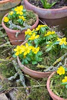 Eranthis hyemalis - Winter aconite, in terracotta pots with decorative moss and lichen covered twigs