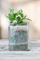 Garden peas 'Kelvedon Wonder' AGM, February sown seedling growing in newspaper pot under glass.