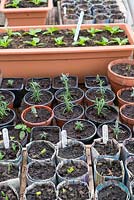 Greenhouse staging with pea and bean seedlings in newspaper pots, overwintered cuttings and lettuce seedlings.