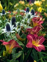 Combination of sea holly with red daylily - Hemerocallis 'Avon Crystal Rose'