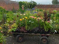 Plants loaded onto a cart at Mynd Hardy Plants, specialist Hemerocallis and perennial growers.