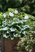 Adiantum pedatum -Northern maidenhair fern, Cyclamen persicum and Hedera helix 'Sagittifolia' in vintage jute flower pot